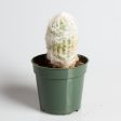 Cactus  Peruvian Old Lady  4” Sale