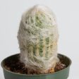 Cactus  Peruvian Old Lady  4” Sale