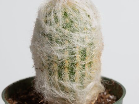 Cactus  Peruvian Old Lady  4” Sale