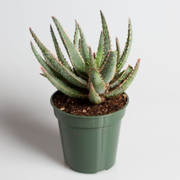 Aloe  Purple Haze  4  Online Sale