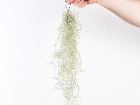 Air Plant  Spanish Moss  Narrow Bundle For Discount