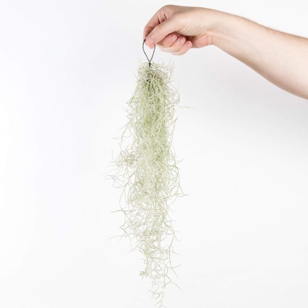 Air Plant  Spanish Moss  Narrow Bundle For Discount