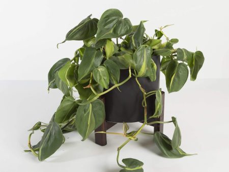 Pothos  Brasil  6  Extra Full Online Sale