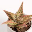 Aloe  Firecracker  4  Online