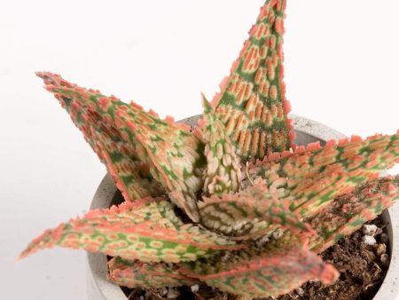 Aloe  Firecracker  4  Online