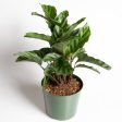 Calathea  Freddie  6  Cheap