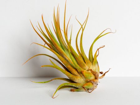 Air Plant  Ionantha - Orange  3-4  Online Hot Sale