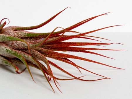 Air Plant  Ionantha - Red  3-4  Cheap