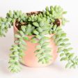 Succulent  Baby Burros Tail  6  Online