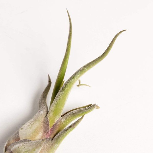 Air Plant  Medusae  4-5  Hot on Sale