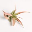 Air Plant  Capitata - Peach  3-4  For Cheap