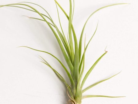 Air Plant  Balbisiana  3-4  Supply