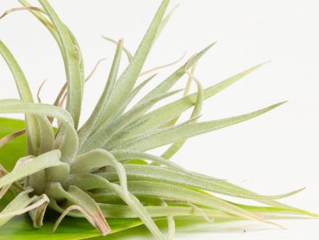 Air Plant  Straminea - Thin Leaf  4-5  Online now