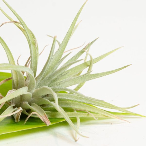 Air Plant  Straminea - Thin Leaf  4-5  Online now