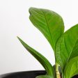 Anthurium  Cobra  4  Hot on Sale