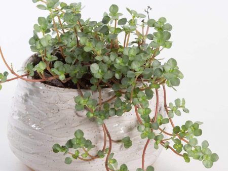 Pilea  Silver Sparkle  4  Hot on Sale