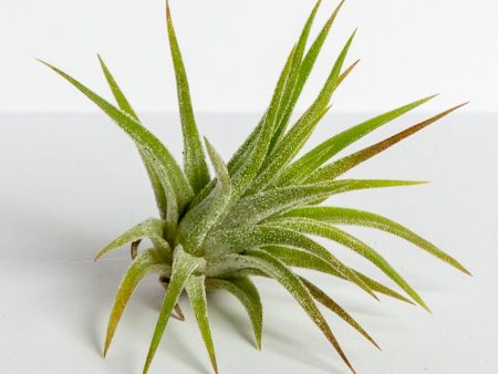 Air Plant  Ionantha - Mexico  1-2  Online now