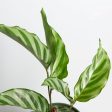 Calathea  Freddie  4  Hot on Sale