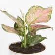 Chinese Evergreen  Lady Valentine  4  For Cheap