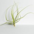 Air Plant  Schiedeana - White  5-7  Online