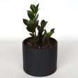 ZZ Plant  Raven  6  on Sale