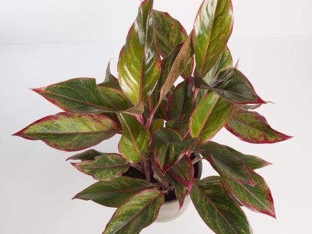 Chinese Evergreen  Siam Aurora  6  Discount