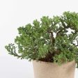 Bonsai  Juniper  4  (3-5 years old) Online Hot Sale