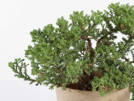 Bonsai  Juniper  4  (3-5 years old) Online Hot Sale