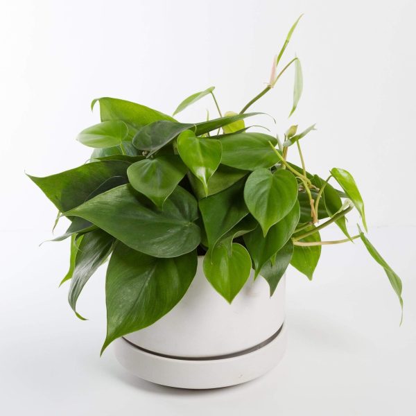 Pothos  Heart Leaf  6  For Cheap