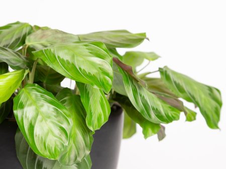 Prayer Plant  Silver Band  6  Online Hot Sale