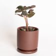 Pilea  Chocolate Leaf  4  Supply