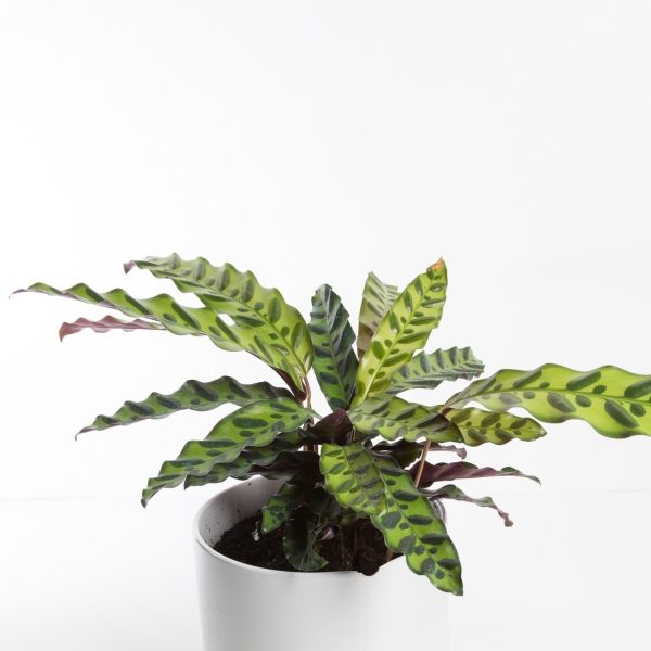 Calathea  Rattlesnake  6  Online Hot Sale