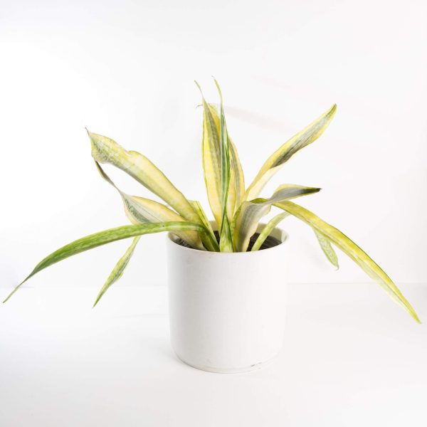 Snake Plant  Yellowstone  Floor Plant 10  Cheap