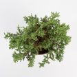 Bonsai  Juniper  4  (3-5 years old) Online Hot Sale