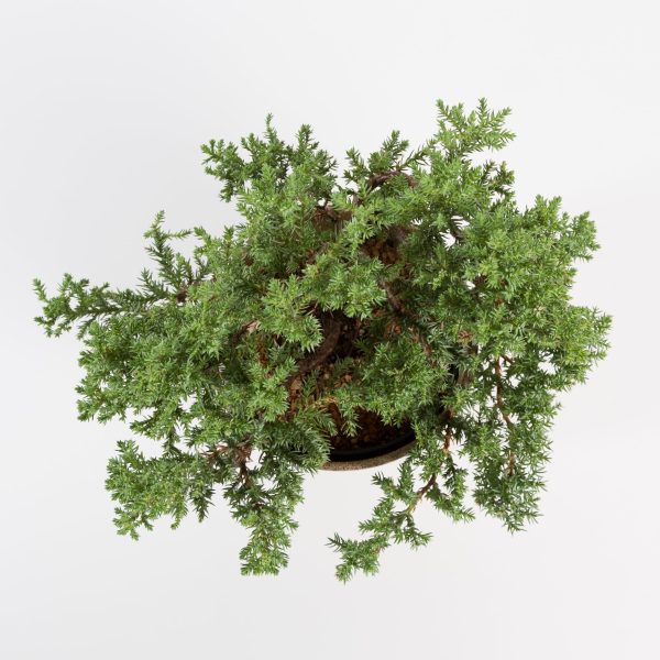 Bonsai  Juniper  4  (3-5 years old) Online Hot Sale