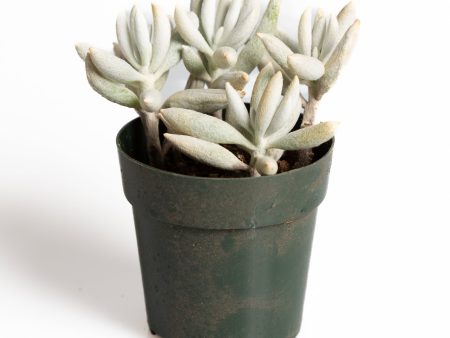 Succulent  Cocoon  2.5  For Discount