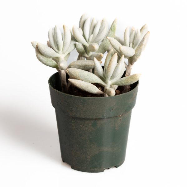 Succulent  Cocoon  2.5  For Discount