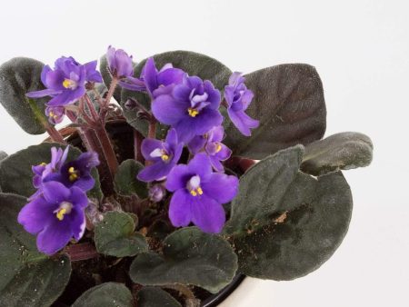 African Violet 4  For Discount