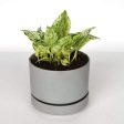 Pothos  Snow Queen  6  Online now