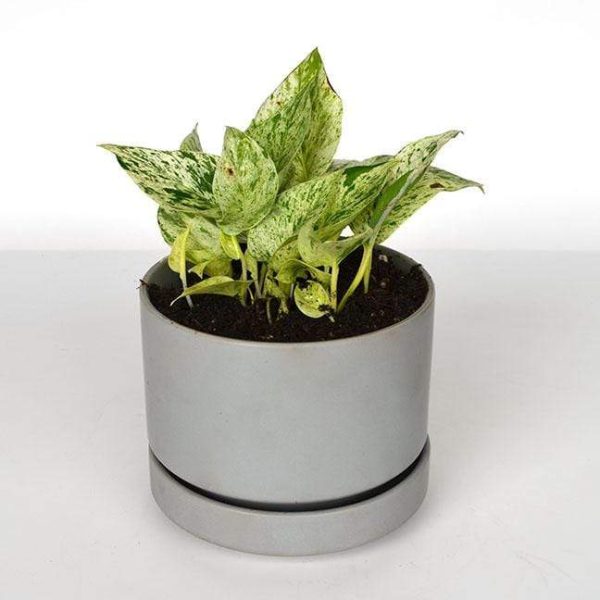 Pothos  Snow Queen  6  Online now