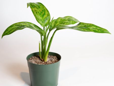 Chinese Evergreen  Amelia  6  For Discount