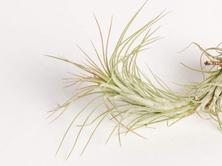 Air Plant  Funckiana  3-4  Online now