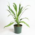 Chinese Evergreen  Cutlass  6  Supply