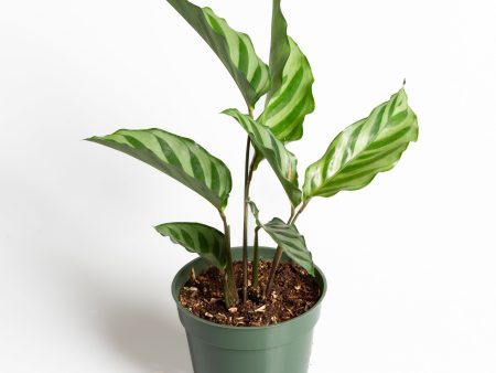 Calathea  Freddie  4  Hot on Sale