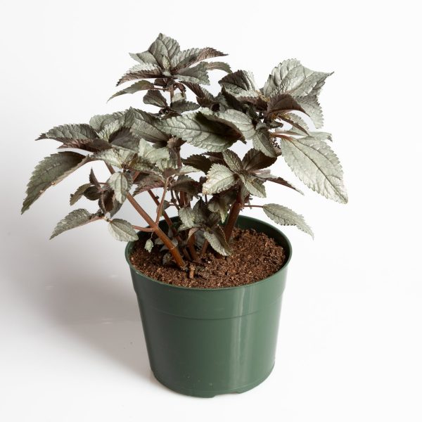 Pilea  Silver Cloud  6  Online now