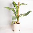 Philodendron  Silver Sword  6  XL Cheap