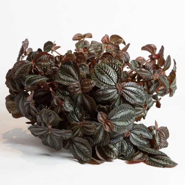 Pilea  Bronze  6  Online now