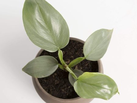 Philodendron  Silver Sword  4  Online Sale