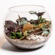 10  Fish Bowl Terrarium For Sale