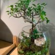 2 8 @ 6:00 Bonsai Terrarium Workshop Fashion